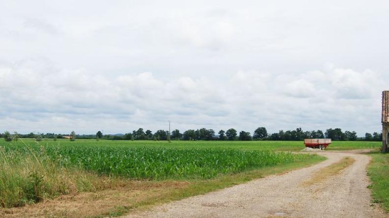 Juste au nord du village, la maïsiculture domine sur le bourrelet alluvionnaire - Saint-Louis-de-Montferrand