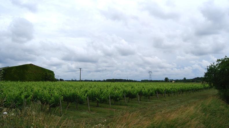 Au nord de Saint-Vincent-de-Paul, la vigne s'implante en rive gauche de la Dordogne