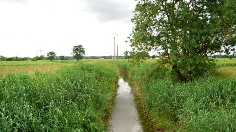 Les marais à l'ouest d'Asques sont cultivables grâce à un important réseau de drainage - Cubzac-les-Ponts