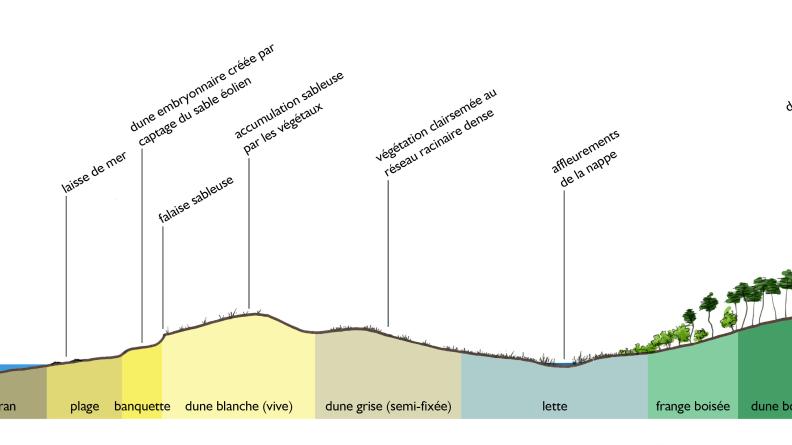 Succession des dunes littorales
