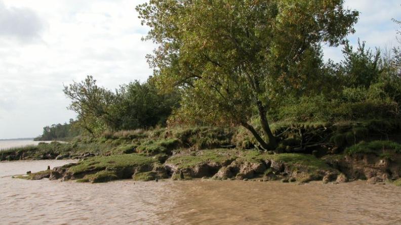 Le reflux dégage d'amples vasières, à l'interface de la terre et des eaux - Saint-Vivien-de-Médoc