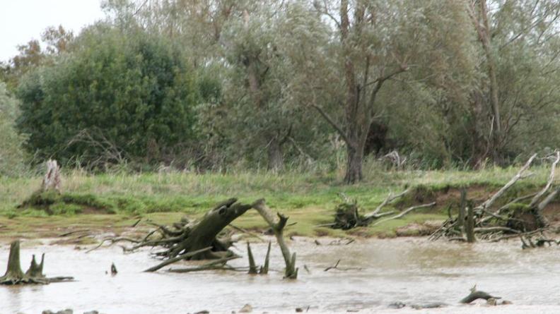 L'instabilité des berges génère des milieux très particuliers
