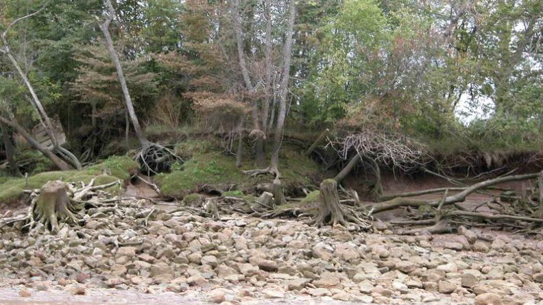 L'enracinement des arbres ne résiste pas à l'érosion - Île Verte
