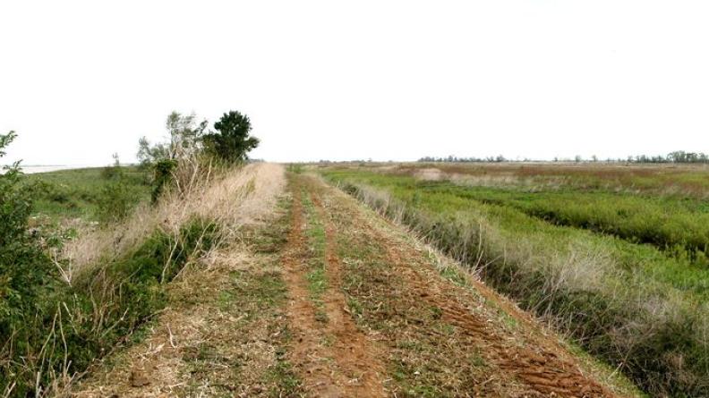 Les anciennes terres céréalières de l'Île Nouvelle voient les milieux naturels se reconstituer