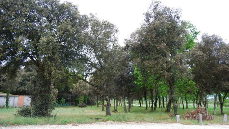 Un boisement peu dense accompagne les habitations, entre Port-Médoc et le marais du Logit - Le-Verdon-sur-Mer