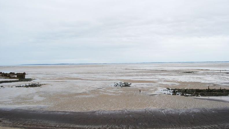 Le reflux dégage d'amples vasières, à l'interface de la terre et des eaux - Saint-Vivien-de-Médoc