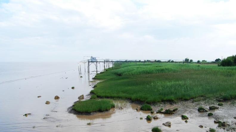 La fréquence de submersion détermine la végétation des berges - Saint-Ciers-sur-Gironde