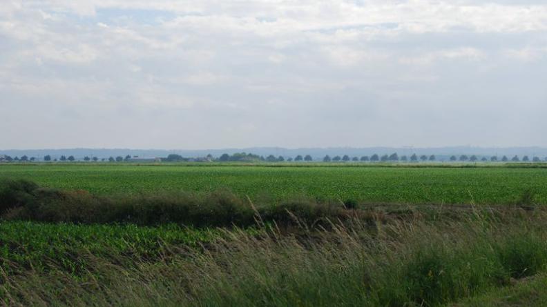 En signalant une route, et donc un canal, cet alignement au loin laisse percevoir la structure du paysage - Saint-Ciers-sur-Gironde