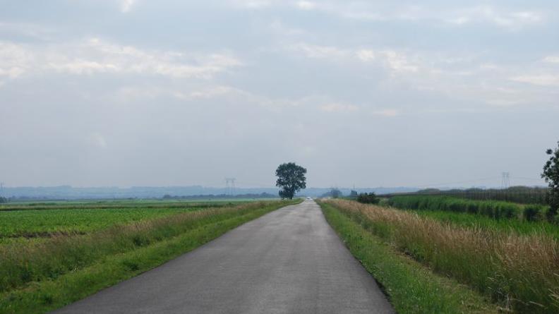 Les arbres isolés sont immédiatement remarquables, et prennent un rôle de point de repère - Saint-Ciers-sur-Gironde