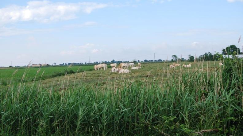 Les marais sont encore partiellement pâturés - Saint-Ciers-sur-Gironde