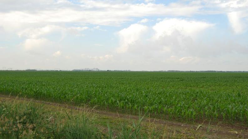 De nombreuses parcelles ont été réunies, et le réseau hydraulique partiellement 'effacé', pour permettre la création de ces très vastes champs de maïs - Saint-Ciers-sur-Gironde