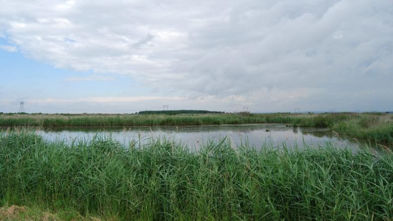 Des mares sont aussi créées par les chasseurs, pour attirer la faune aviaire - Saint-Ciers-sur-Gironde