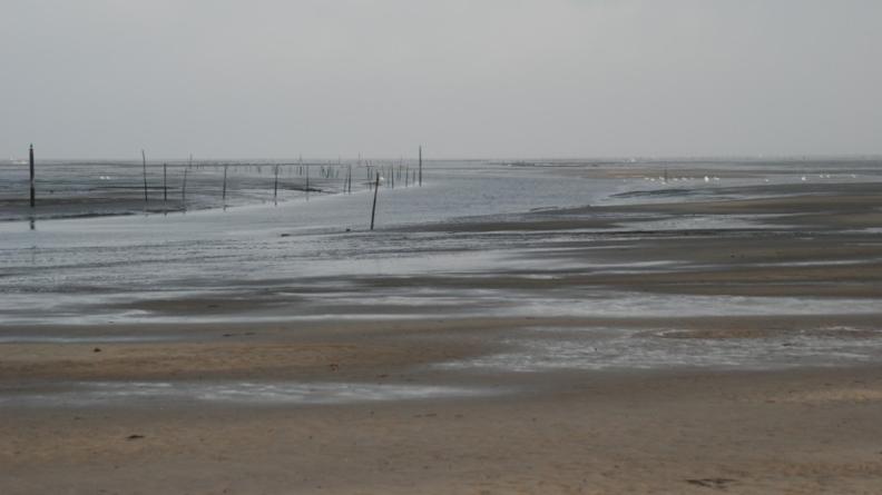 Les vasières du Bassin d'Arcachon dessinent des paysages de l'entre-deux riches et mouvants