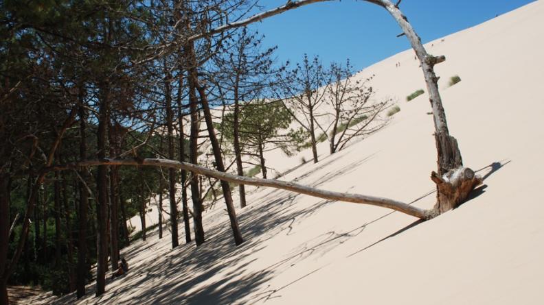 Pins en cours d'ensablement par la dune du Pyla