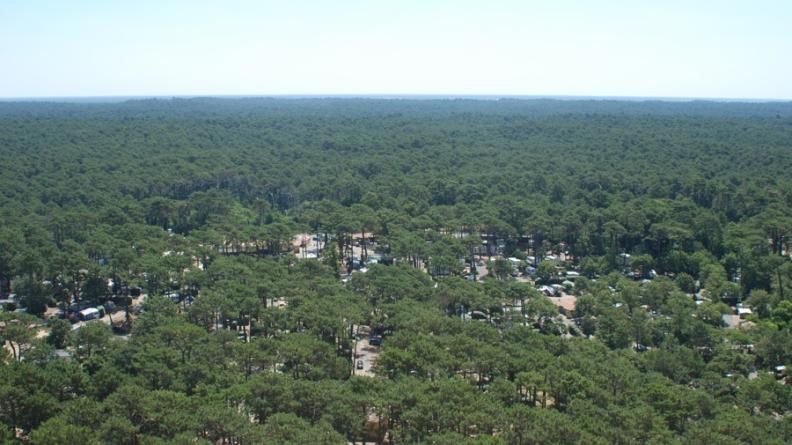 L'immensité de la pinède se révèle depuis le sommet de la dune du Pyla