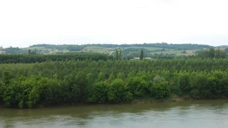 Ripisylve et peupleraies rendent les berges totalement opaques et empêchent une lecture claire du paysage - Caudrot