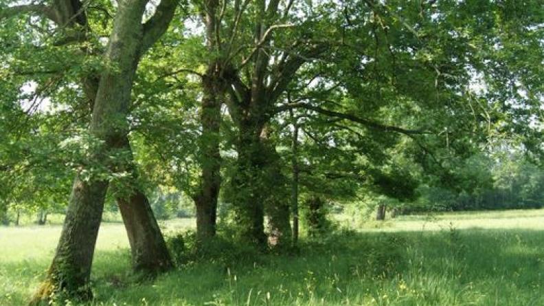 Bocage à proximité de Libourne