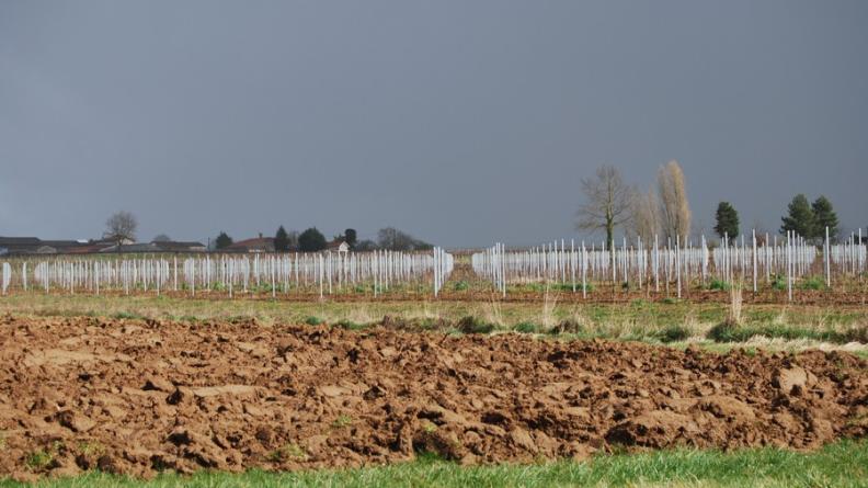 La présence des piquets en aluminium peut apparaître bien plus marquée que les pieux de robinier traditionnels et changer l'équilibre des paysages viticoles girondins - Ladaux