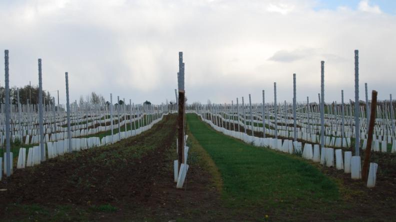 La rationalisation de la viticulture se traduit par un écartement plus important des règes et une homogénéisation de leur orientation, afin de faciliter la mécanisation ; on observe aussi l'apparition de piquets en aluminium, employés au détriment du robinier traditionnel.