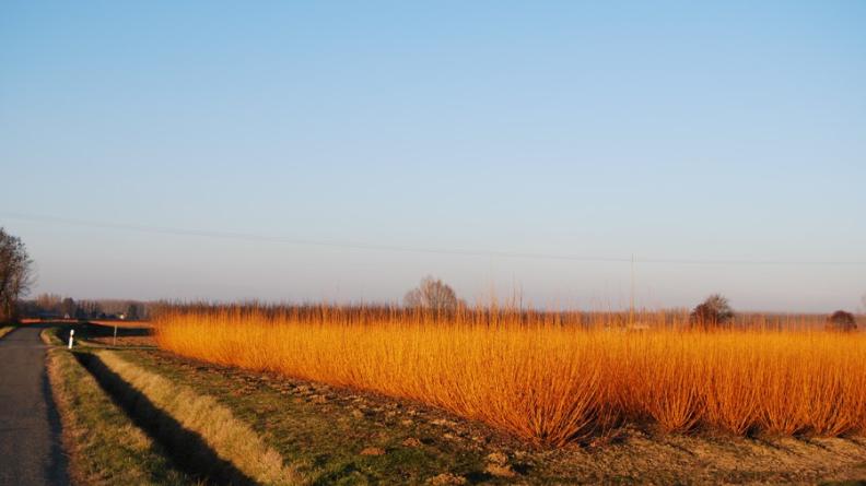 Culture de vimes en vallée de Garonne, Bassanne
