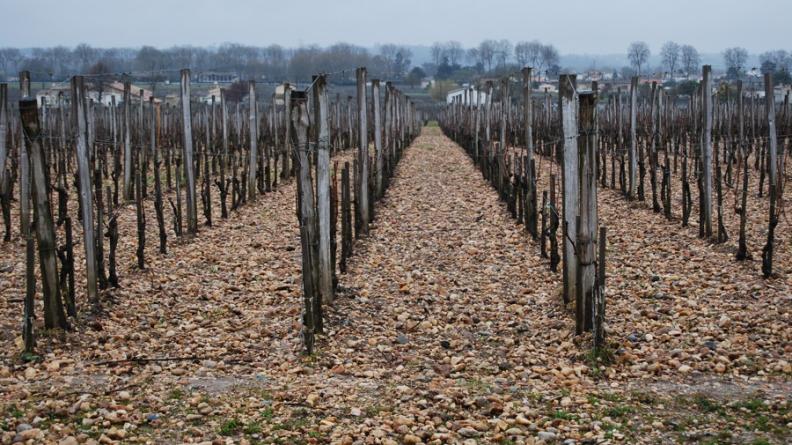 Les sols de graves participent de la qualité du vin et caractérisent certains paysages viticoles - Pomerol