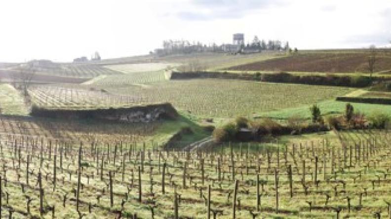 Terrassements, talus et murets ont permis de planter de pieds de vignes la quasi-totalité du coteau nord de la Dordogne - Saint-Emilion