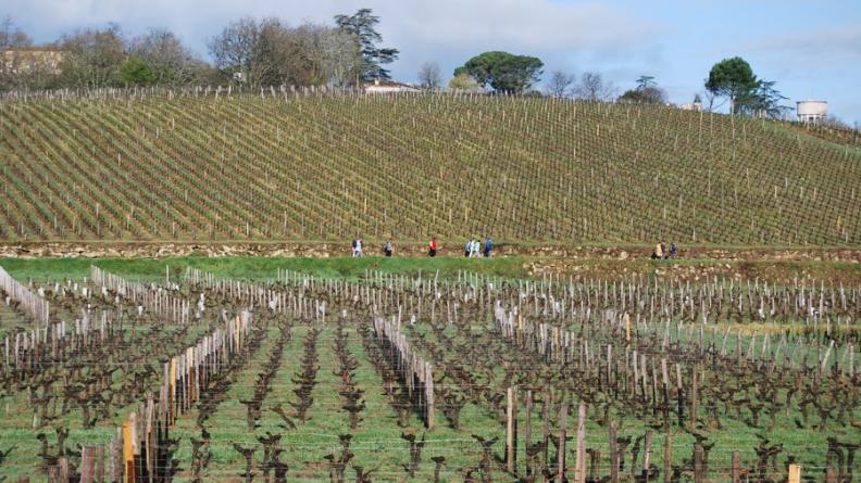 Les terroirs viticoles offrent des cadres de promenade agréables - Saint-Christophe-des-Bardes