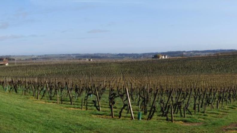 L'omniprésence de la vigne dessine de larges horizons presque exclusivement viticoles - Saint-Hippolyte