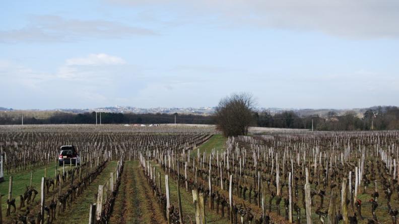 Le paysage hivernal des vignes garde un impact fort par la présence des piquets de robinier - Saint-Philippe-d'Aiguille