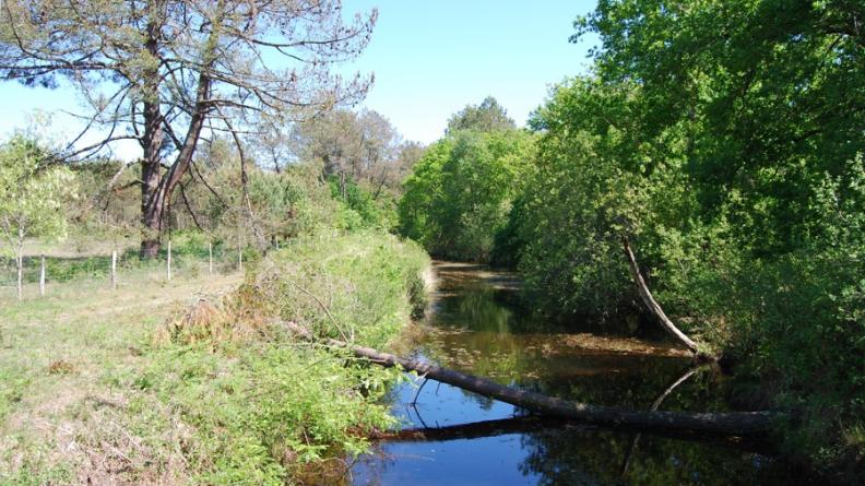 Le creusement des « crastes » a complété un réseau hydrographique naturel insuffisant afin d'assurer l'assainissement du plateau Landais et de permettre la plantation de la pinède ; mais en contre partie, ces aménagements ont fait régresser les vastes zones de landes humides et le cortège floristique et faunistique qu'elles accueillaient - la craste de l'Eyron, Saumos