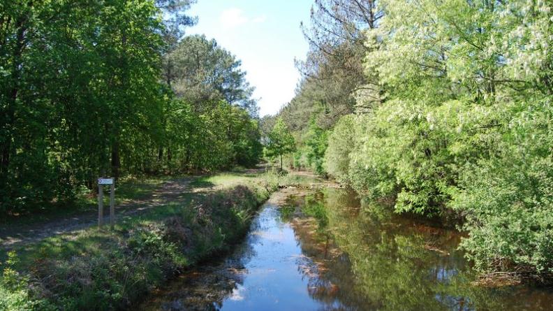 Les crastes ouvrent des corridors humides au cœur du massif forestier - Saumos