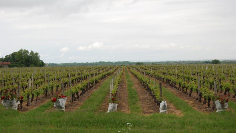 Les rosiers plantés en bout de règes permettent de prévenir les attaques d'oïdium : plus sensibles que la vigne, ils signalent l'apparition de la maladie avant, Ordonnac