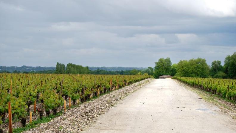 Les graves donnent au sol une texture très particulière - Margaux