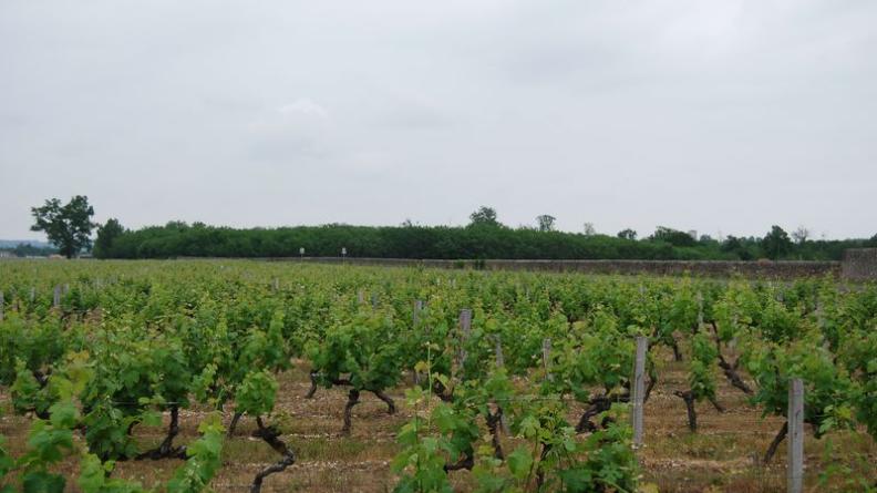 Les vignes des clairières des Graves - Beautiran