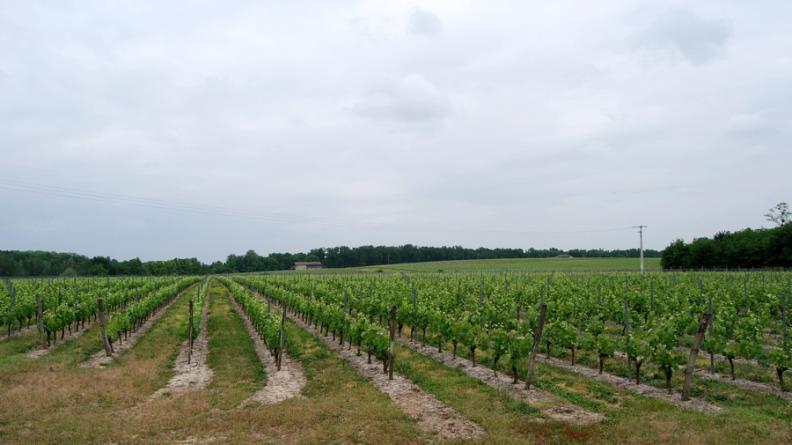 Les vignes verdoyantes s'accompagnent aujourd'hui souvent de bandes enherbées - Roaillan