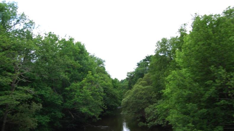 Sur les bords de l'Eyre pousse une forêt-galerie feuillue - Belin-Beliet
