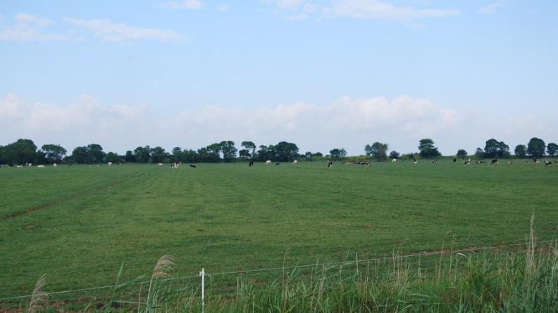 La digue boisée protège les prairies des eaux de l'estuaire, Saint-Ciers-sur-Gironde