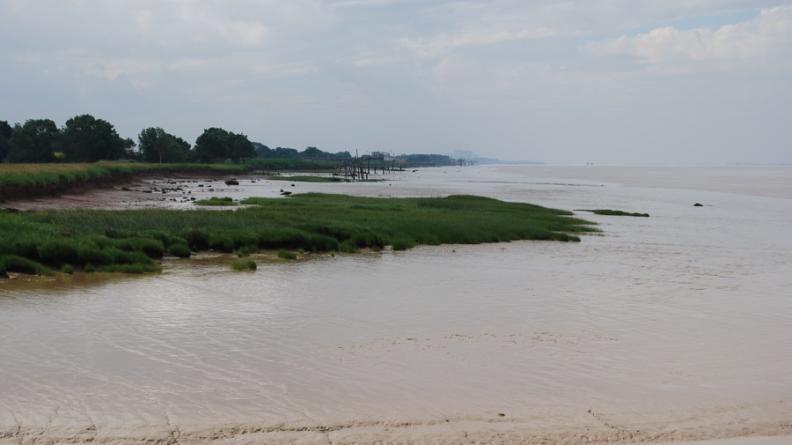 Le domaine de l'estran dessine sur les rives de l'estuaire des horizons complexes, marqués par la végétation du schorre - Saint-Ciers-sur-Gironde