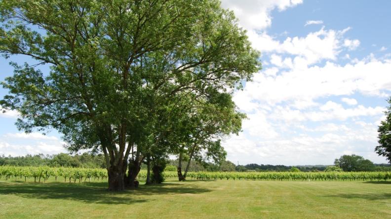 Cette pelouse compose une 'prairie urbaine' ouverte sur le vignoble, et offre ainsi en transition entre ville et campagne un espace public de qualité et à l'image rurale - Lapouyade