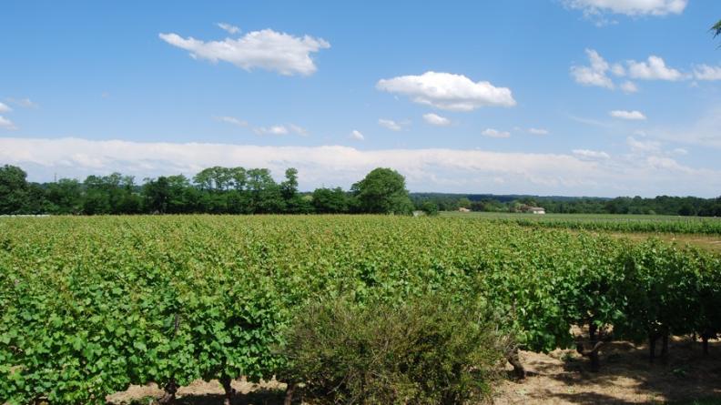 La vigne a été implantée sur des surfaces de plus en plus importantes, Périssac