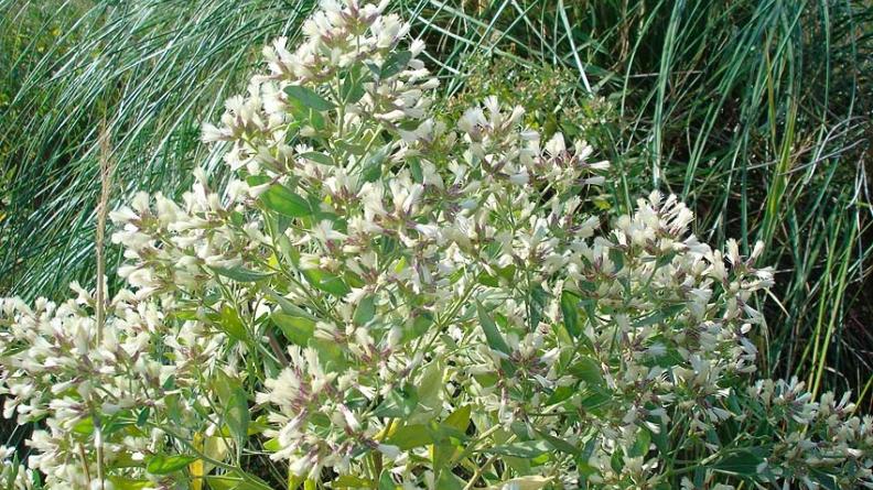Atlas des paysages - Baccharis