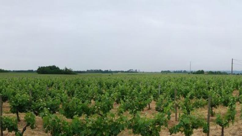 En lisière du massif boisé des Landes s'étend la vigne - Portets