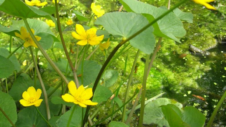 Calta palustris (populage des marais)