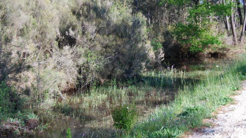 Zone humide fragile en bord de route - Naujac-sur-Mer