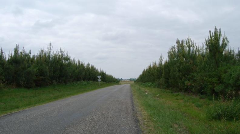 La forêt dense laisse la place aux clairières - Sauternes