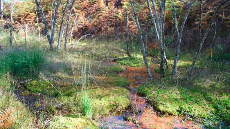 Tourbière de bas fond de vallée
