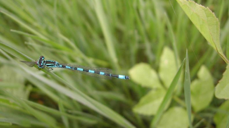 L'agrion de Mercure