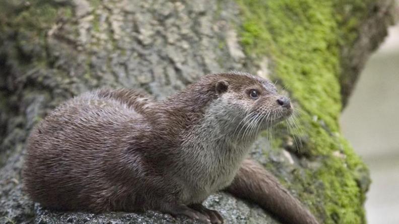 Loutre d'Europe