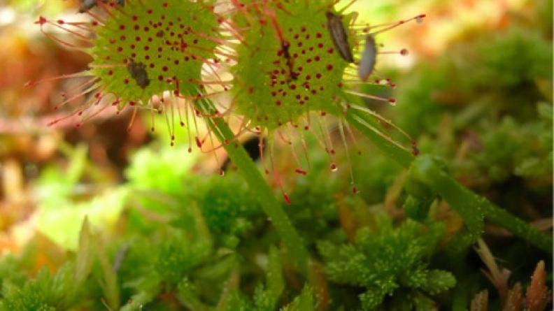 Drosera rotundifolia