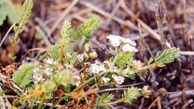 Caropsis verticillanundata